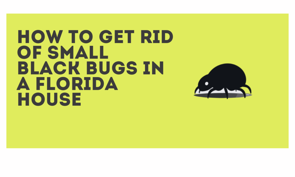 How to Get Rid of Small Black Bugs in a Florida House