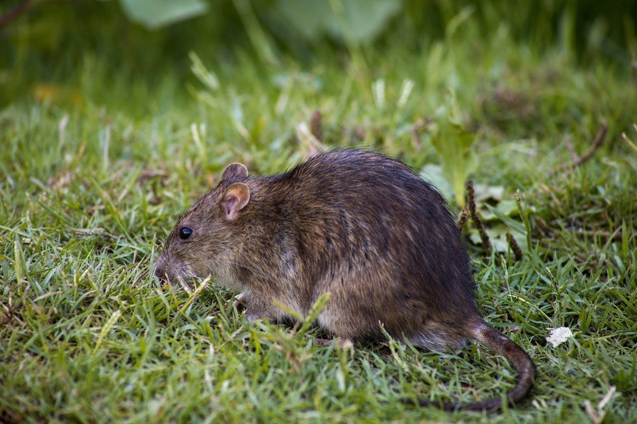 Port St. Lucie Commercial Pest Control